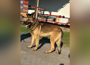 Dexter, geboren 20.08.2024, 66cm sucht Schäfi-Freunde