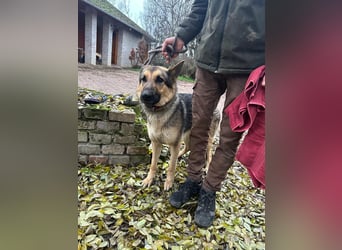 Lady, 1 Jahr, 64cm sucht ihr Zuhause