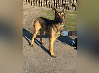 Dexter, geboren 20.08.2024, 66cm sucht Schäfi-Freunde