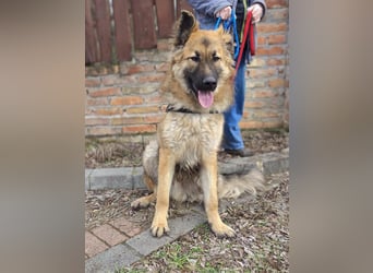 Hector, geboren 15.03.2025, 65cm sucht seine Aufgabe