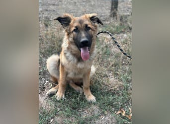 Hector, geboren 15.03.2025, 65cm sucht seine Aufgabe