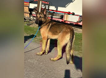 Dexter, geboren 20.08.2024, 66cm sucht Schäfi-Freunde