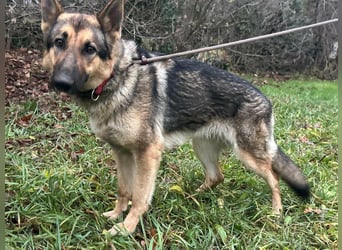 Lady, geboren 03.08.2024, 64cm sucht ihr Zuhause