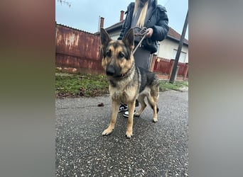 Lady, 1 Jahr, 64cm sucht ihr Zuhause