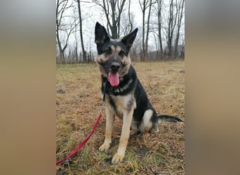 Dezi, geboren 01.03.2023, 63cm sucht ihr Zuhause