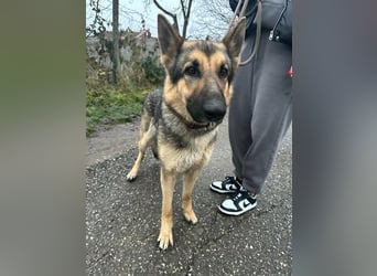 Lady, 1 Jahr, 64cm sucht ihr Zuhause