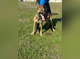 Zoya, geboren 09.10.2023, 63cm sucht ihre Menschen