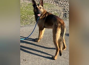 Dexter, geboren 20.08.2024, 66cm sucht Schäfi-Freunde