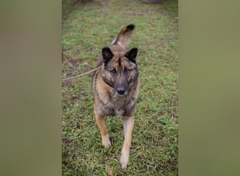 MANFRED - ich suche einen Namen und am liebsten auch gleich ein neues Zuhause!