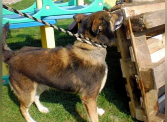 URMEL - die Welt ist viiiiiel schöner mit einem vierbeinigen Begleiter!!!