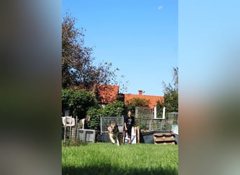 DAX - der hübsche Senior liebt Menschen, lernt schnell + gerne und sucht eine hundeerfahrene Familie