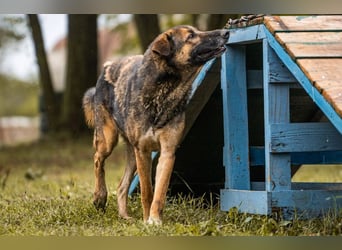 PRIYA - die freundliche Hündin liebt die Nähe der Menschen und sucht ein tolles Zuhause