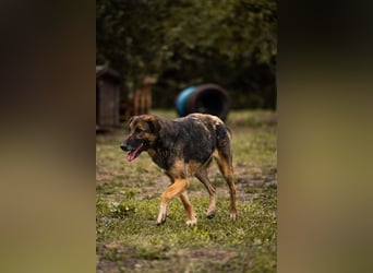 PRIYA - die freundliche Hündin liebt die Nähe der Menschen und sucht ein tolles Zuhause