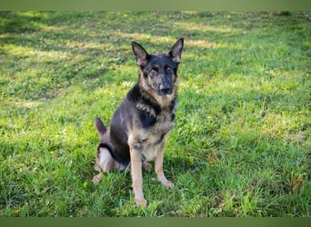 HAILEY - die abenteuerlustige Hündin möchte mit ihren Menschen die Welt entdecken!