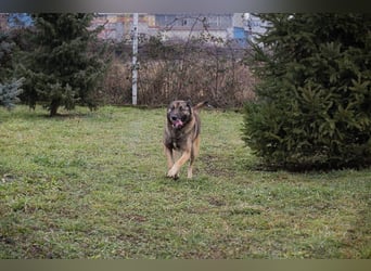 Chip-Nr. 214393 - ich suche einen Namen und am liebsten auch gleich ein neues Zuhause!