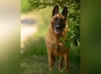 DORA - wer möchte der aktiven Seniorin viel Zeit und Liebe schenken?