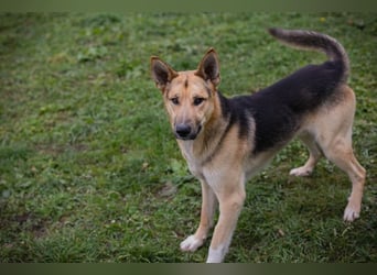 BASTI - der neugierige, aufmerksame Rüde möchte mit seiner Familie tolle Abenteuer erleben