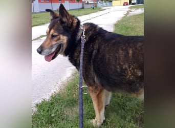 URMEL - die Welt ist viiiiiel schöner mit einem vierbeinigen Begleiter!!!