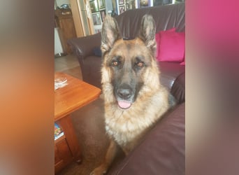 ASTOR ist bereits in Deutschland. Zum Kennenlernen können Sie ihn gerne besuchen.