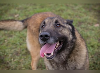 MANFRED - ich suche einen Namen und am liebsten auch gleich ein neues Zuhause!