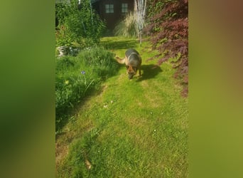 ASTOR ist bereits in Deutschland. Zum Kennenlernen können Sie ihn gerne besuchen.