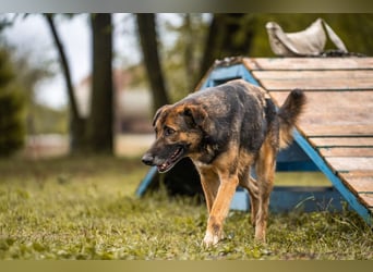 PRIYA - die freundliche Hündin liebt die Nähe der Menschen und sucht ein tolles Zuhause