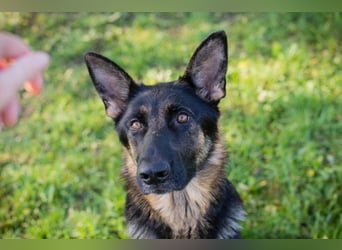 HAILEY - die abenteuerlustige Hündin möchte mit ihren Menschen die Welt entdecken! HAILEY - die abenteuerlustige Hündin möchte mit ihren Menschen die Welt entdecken!