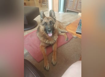 ASTOR ist bereits in Deutschland. Zum Kennenlernen können Sie ihn gerne besuchen.