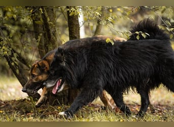 PRIYA - die freundliche Hündin liebt die Nähe der Menschen und sucht ein tolles Zuhause