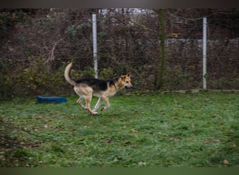 BASTI - der neugierige, aufmerksame Rüde möchte mit seiner Familie tolle Abenteuer erleben