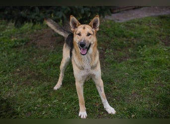 BASTI - der neugierige, aufmerksame Rüde möchte mit seiner Familie tolle Abenteuer erleben