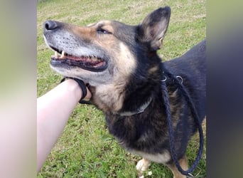 URMEL - die Welt ist viiiiiel schöner mit einem vierbeinigen Begleiter!!!