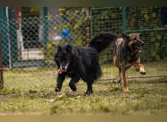 PRIYA - wer zeigt der hübschen Hündin, wie schön ein Hundeleben sein kann?
