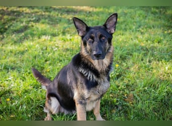 HAILEY - die abenteuerlustige Hündin möchte mit ihren Menschen die Welt entdecken! HAILEY - die abenteuerlustige Hündin möchte mit ihren Menschen die Welt entdecken!
