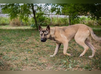 NINJO - ein Schäferhund Akita Mischling