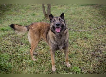 MANFRED - ich suche einen Namen und am liebsten auch gleich ein neues Zuhause!