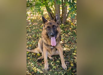 LOBO - der stattliche Rüde freut sich auf ein Zuhause auf Lebenszeit!