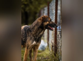 PRIYA - die freundliche Hündin liebt die Nähe der Menschen und sucht ein tolles Zuhause