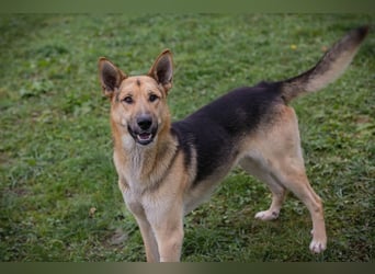 BASTI - der neugierige, aufmerksame Rüde möchte mit seiner Familie tolle Abenteuer erleben