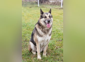 DAX - der hübsche Senior liebt Menschen, lernt schnell + gerne und sucht eine hundeerfahrene Familie