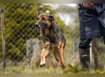 PRIYA - die freundliche Hündin liebt die Nähe der Menschen und sucht ein tolles Zuhause