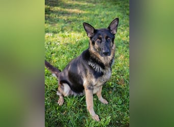 HAILEY - die abenteuerlustige Hündin möchte mit ihren Menschen die Welt entdecken!