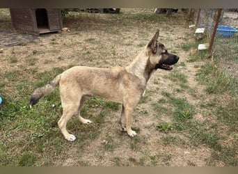NINJO - ein Schäferhund Akita Mischling