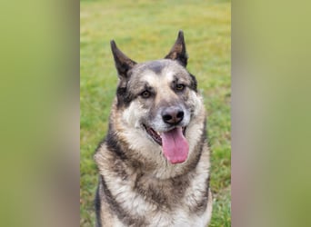 DAX - der hübsche Senior liebt Menschen, lernt schnell + gerne und sucht eine hundeerfahrene Familie