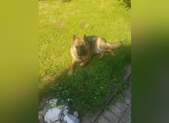 ASTOR ist bereits in Deutschland. Zum Kennenlernen können Sie ihn gerne besuchen.