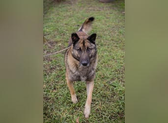 Manfred ist ein sehr lieber und freundlicher Schäferhund