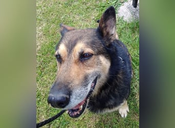 URMEL - die Welt ist viiiiiel schöner mit einem vierbeinigen Begleiter!!!