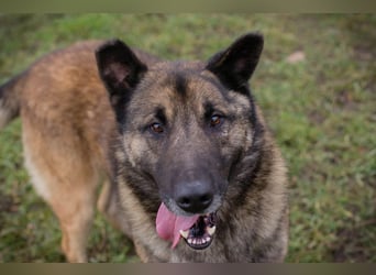 Chip-Nr. 214393 - ich suche einen Namen und am liebsten auch gleich ein neues Zuhause!