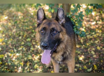 LOBO - der stattliche Rüde freut sich auf ein Zuhause auf Lebenszeit!