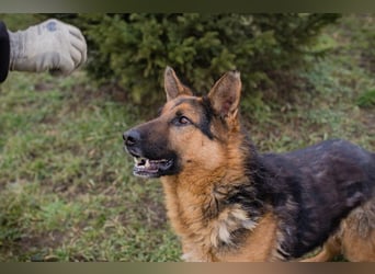 Schäferhund MONGI - lieb, brav und anhänglich
